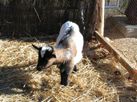 une chevrette rigolotte