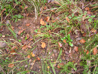 des chanterelles